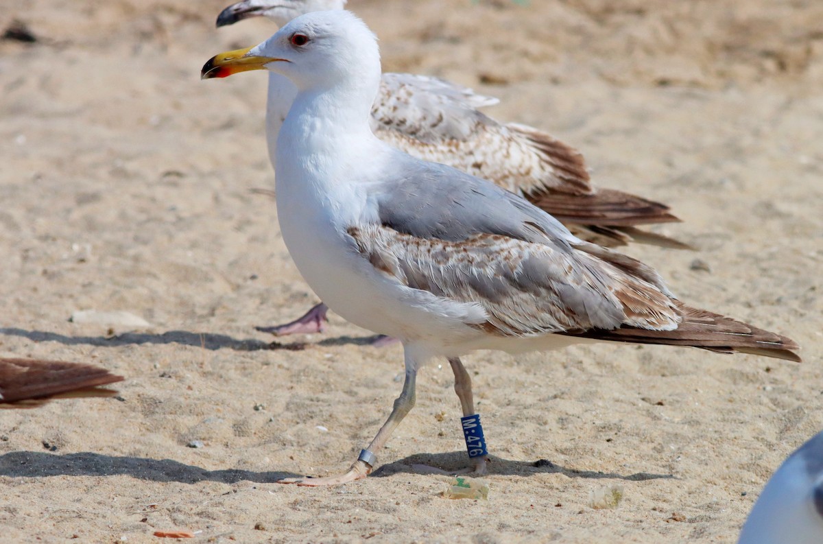 Yellow-legged Gull - Paulo Leite