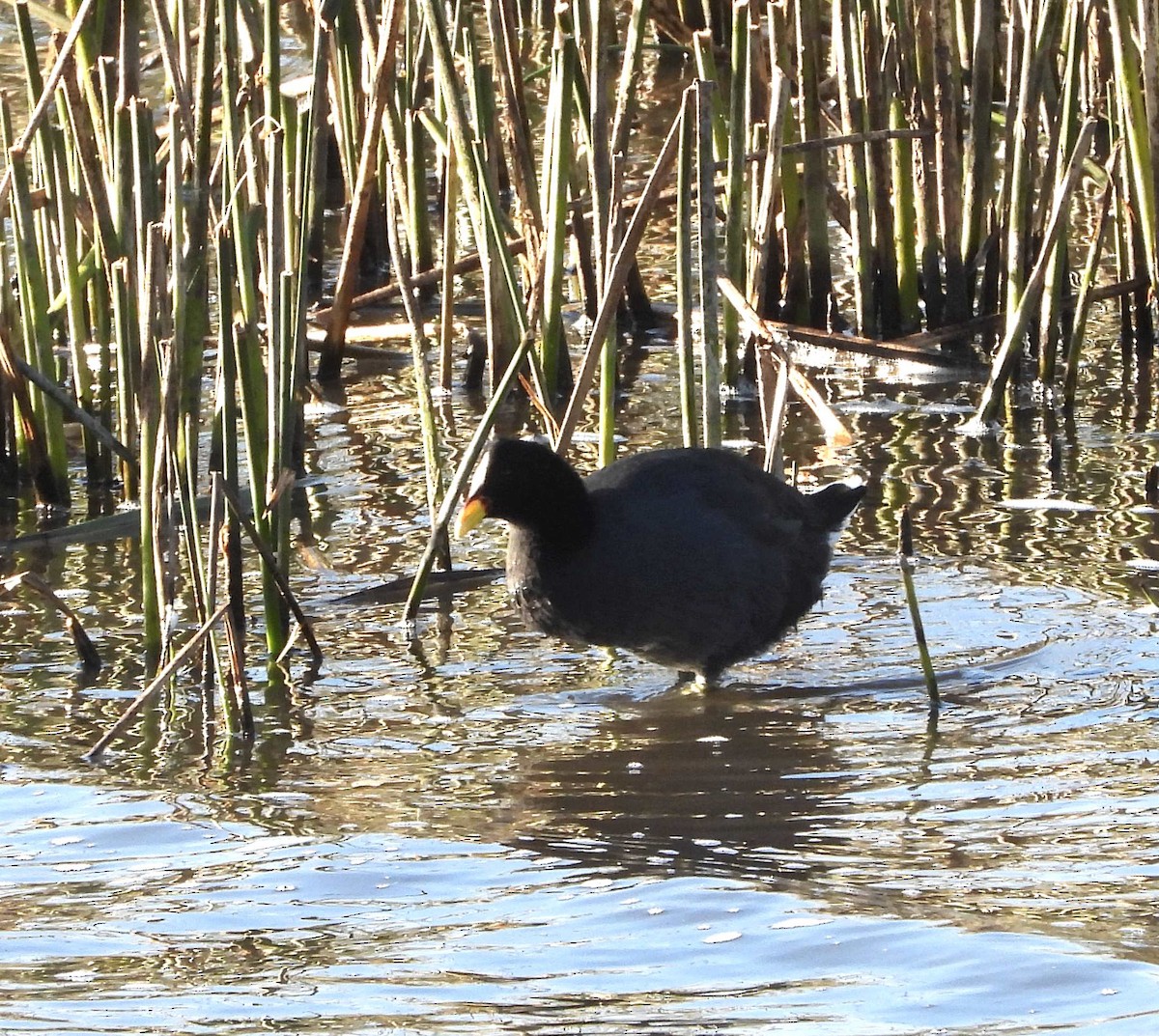 Red-fronted Coot - Hector Garcia