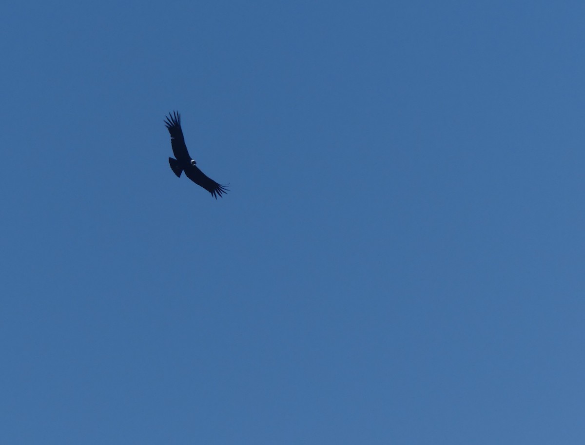 Condor des Andes - ML618841148