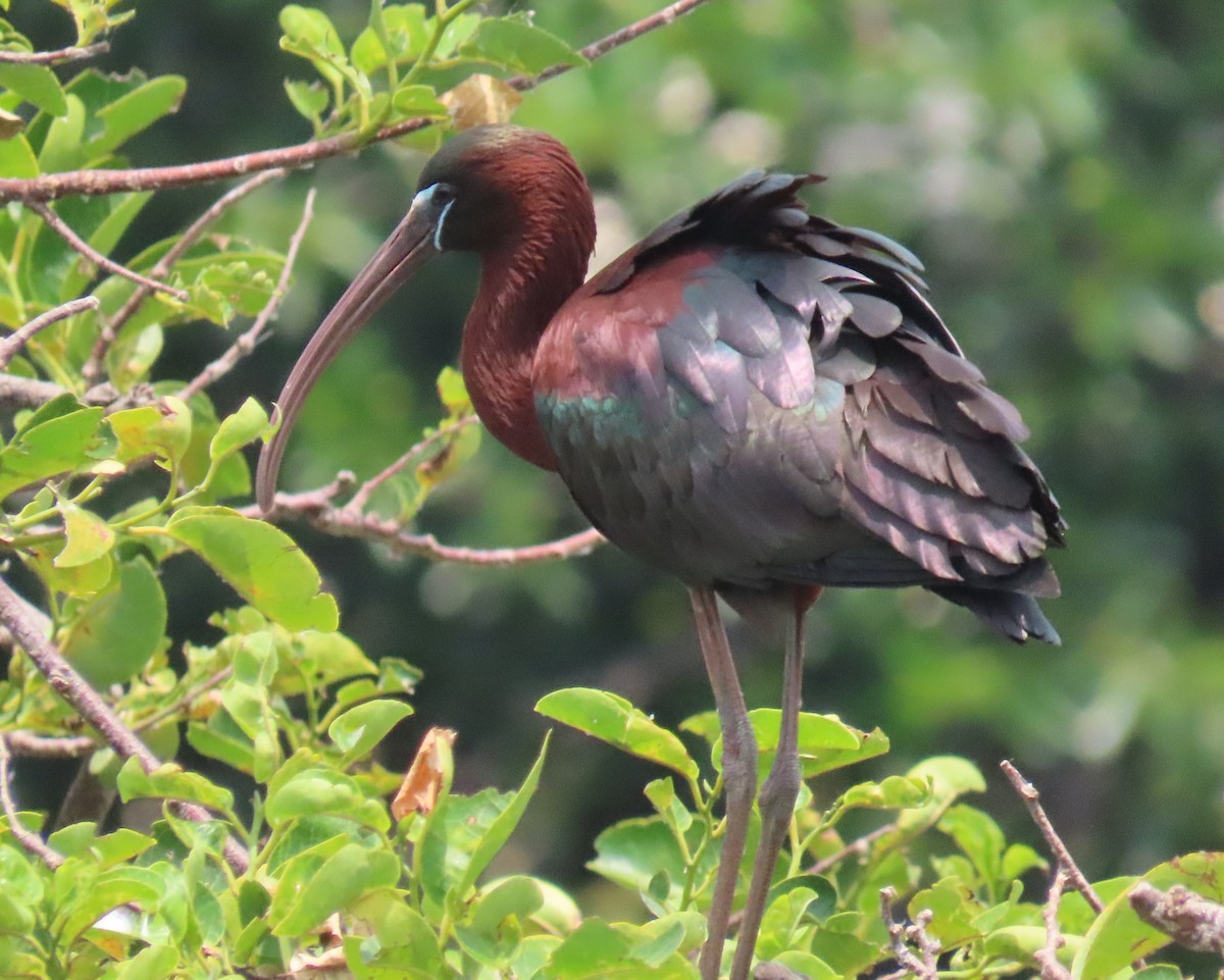 Glossy Ibis - Laurie Witkin