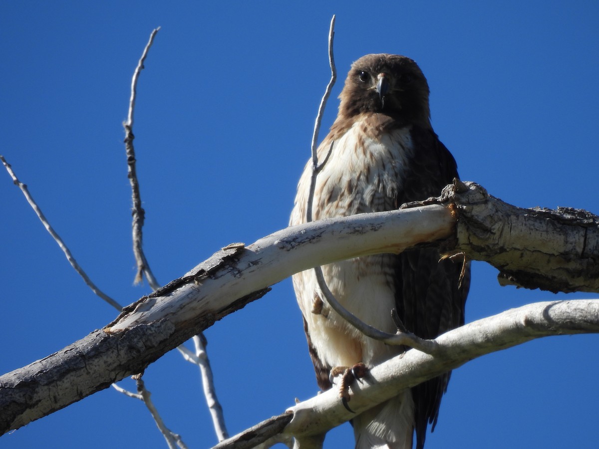Red-tailed Hawk - ML618841158