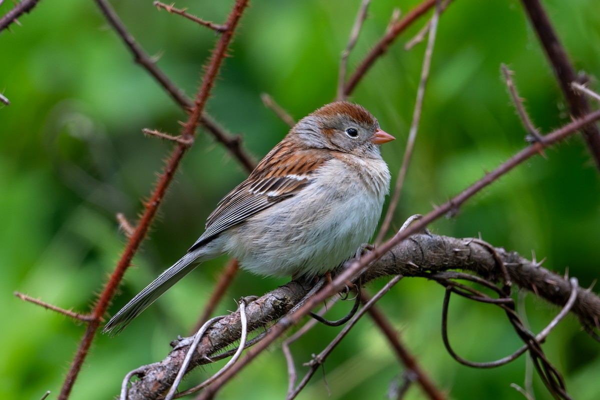 Field Sparrow - Joe Mahaffey