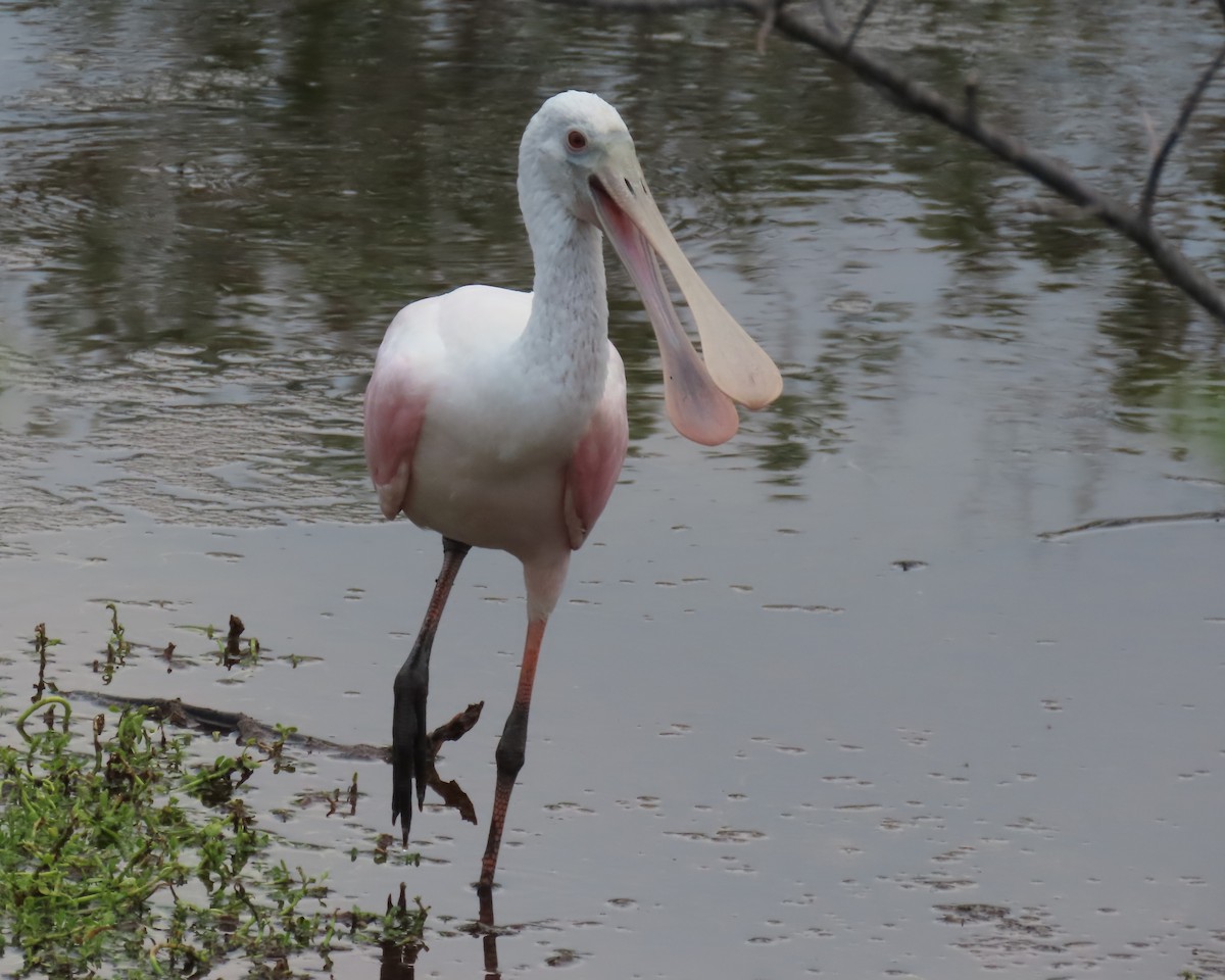 Roseate Spoonbill - Laurie Witkin
