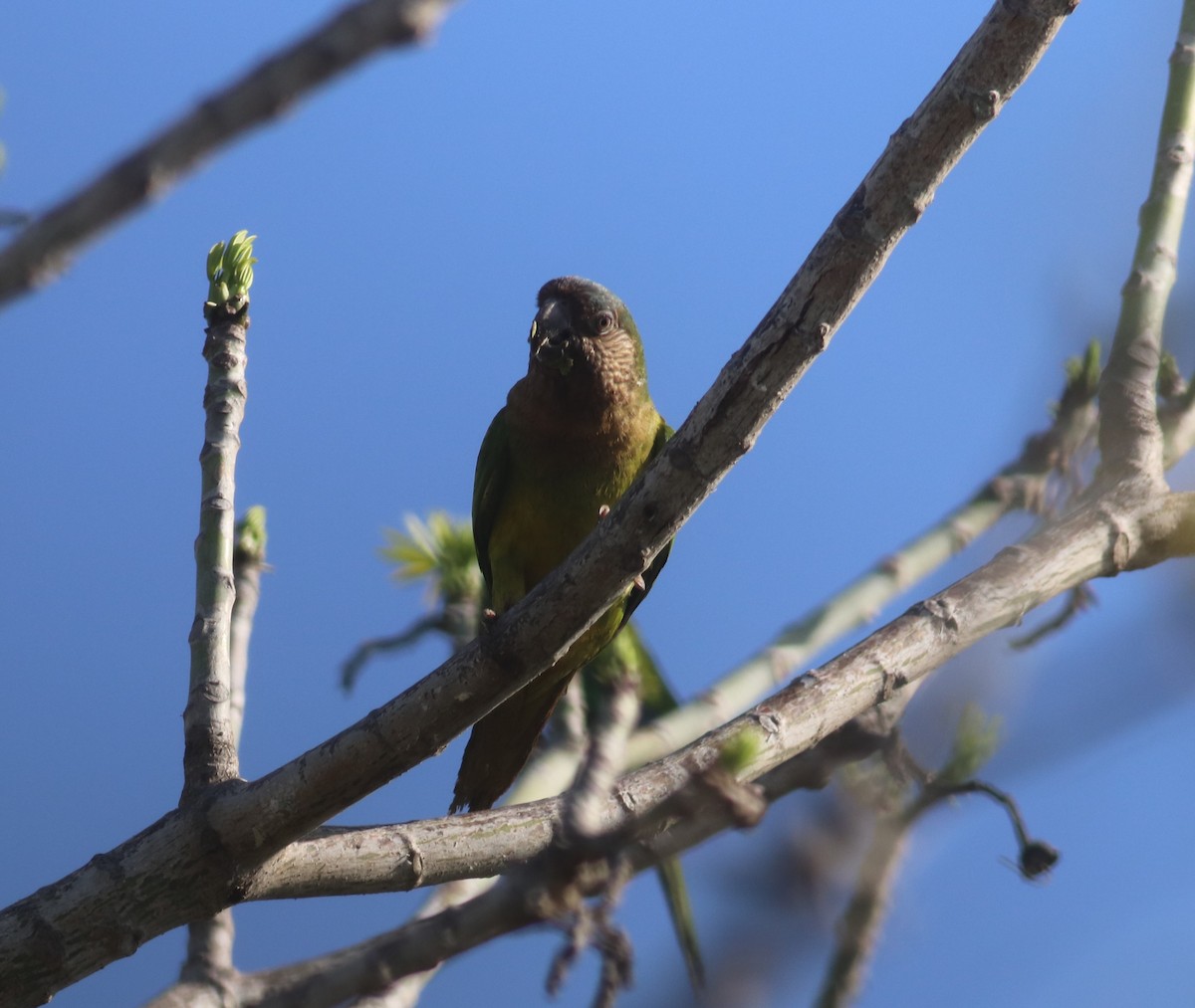 Brown-throated Parakeet - ML618841221