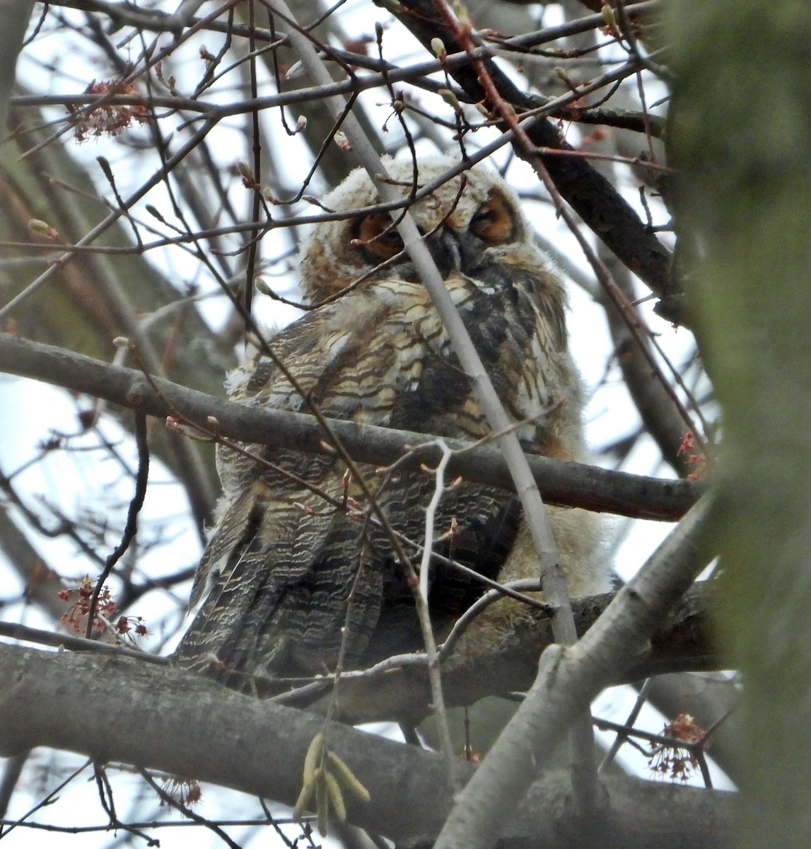Great Horned Owl - ML618841254