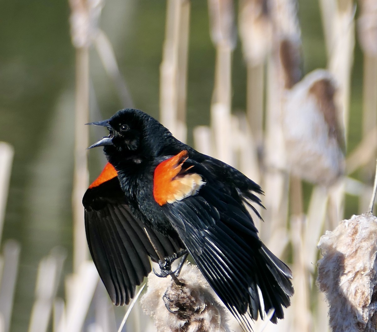 Red-winged Blackbird - Jim St Laurent