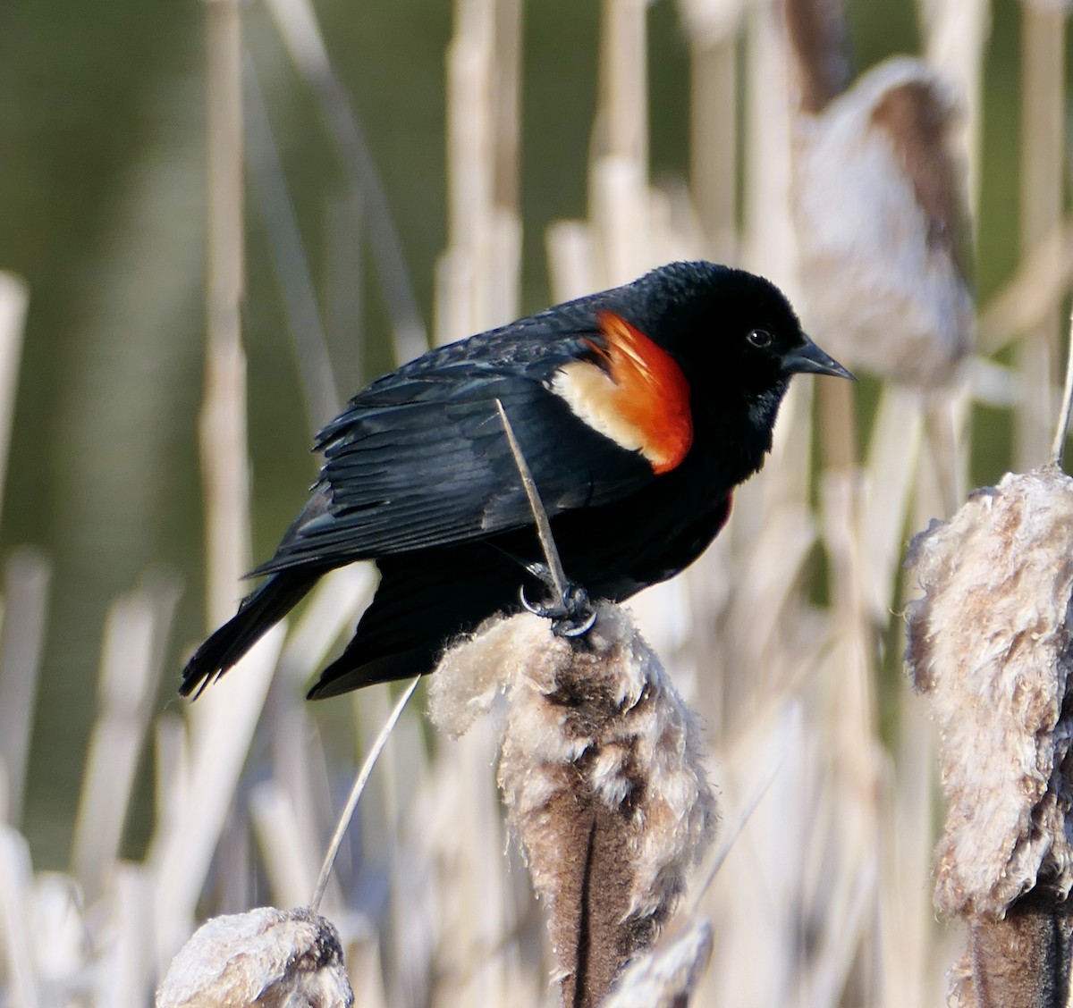Red-winged Blackbird - Jim St Laurent