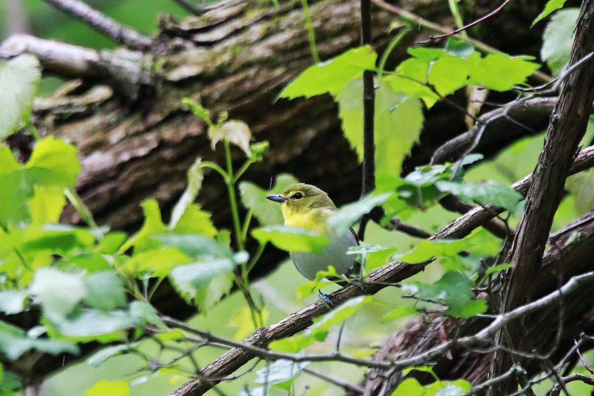 Yellow-throated Vireo - Kerry Bell