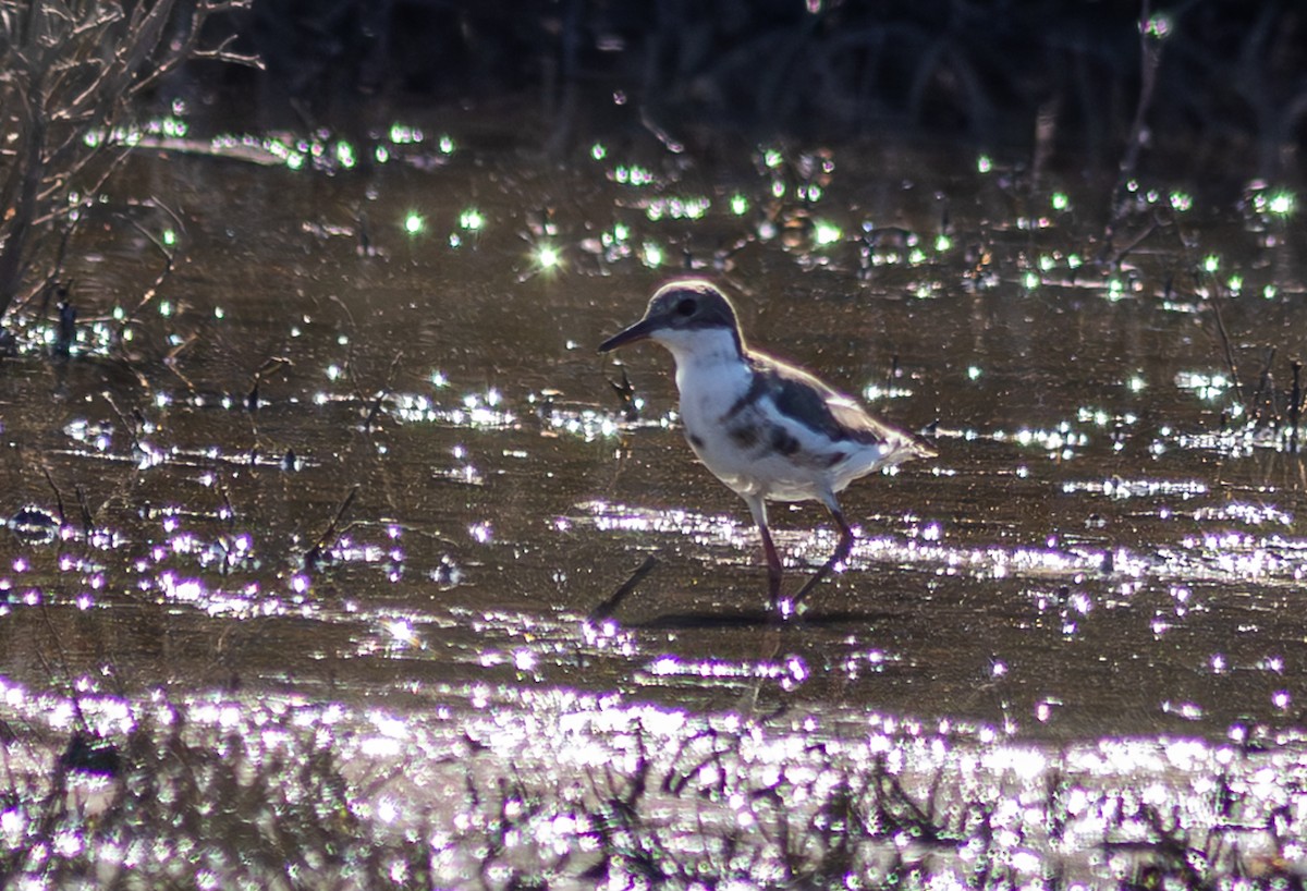 Red-kneed Dotterel - ML618841290