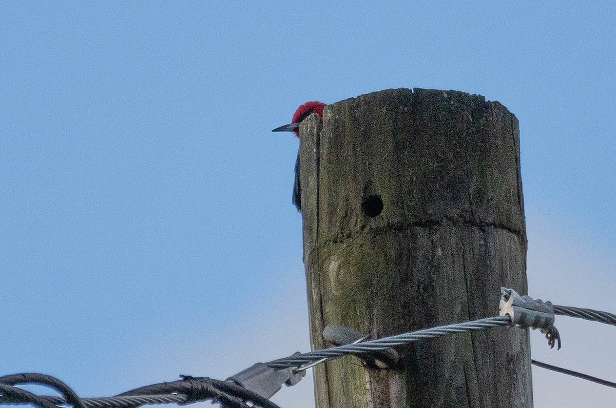 Red-headed Woodpecker - Dana Miller