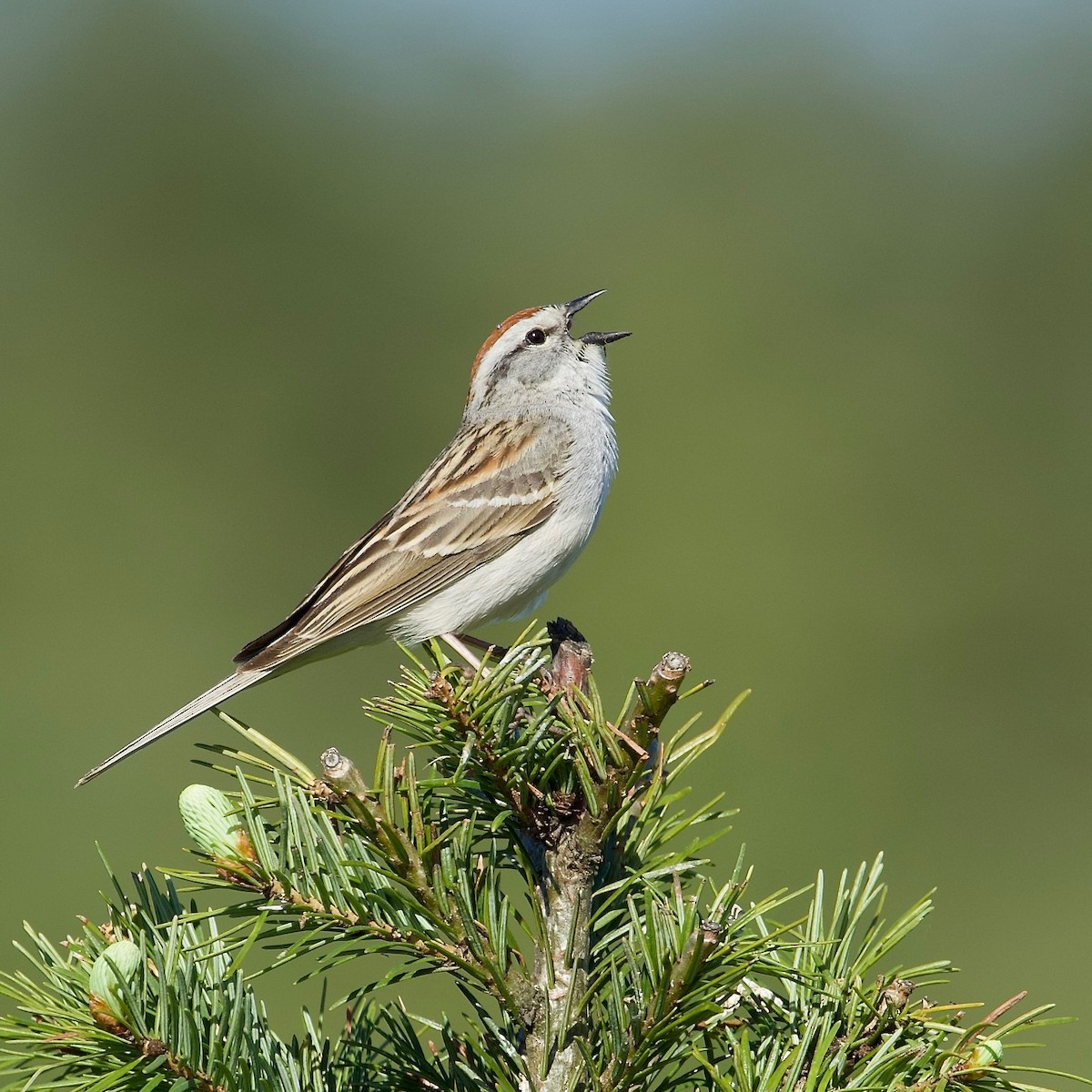 Chipping Sparrow - Nicole Beaulac