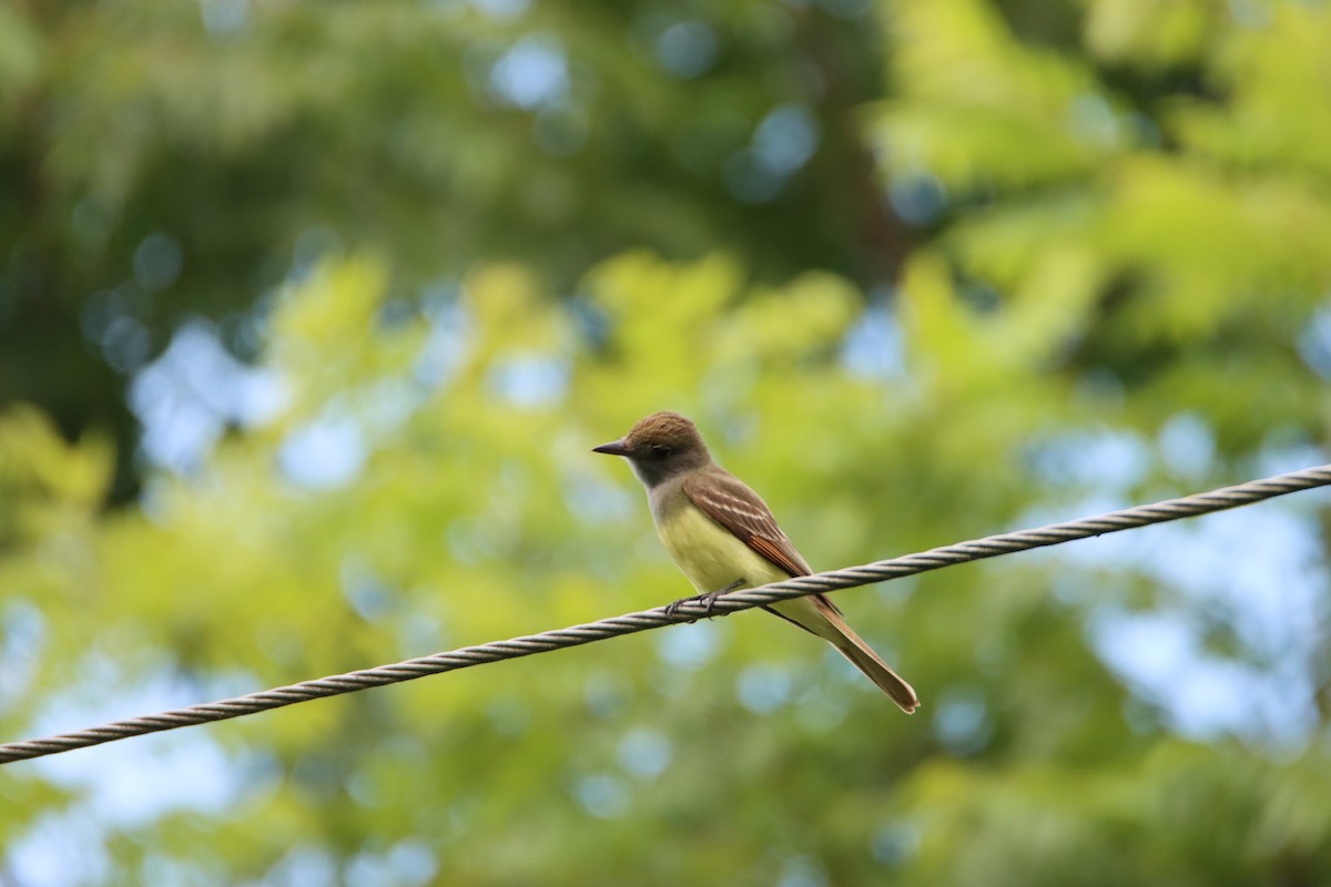 Great Crested Flycatcher - ML618841384
