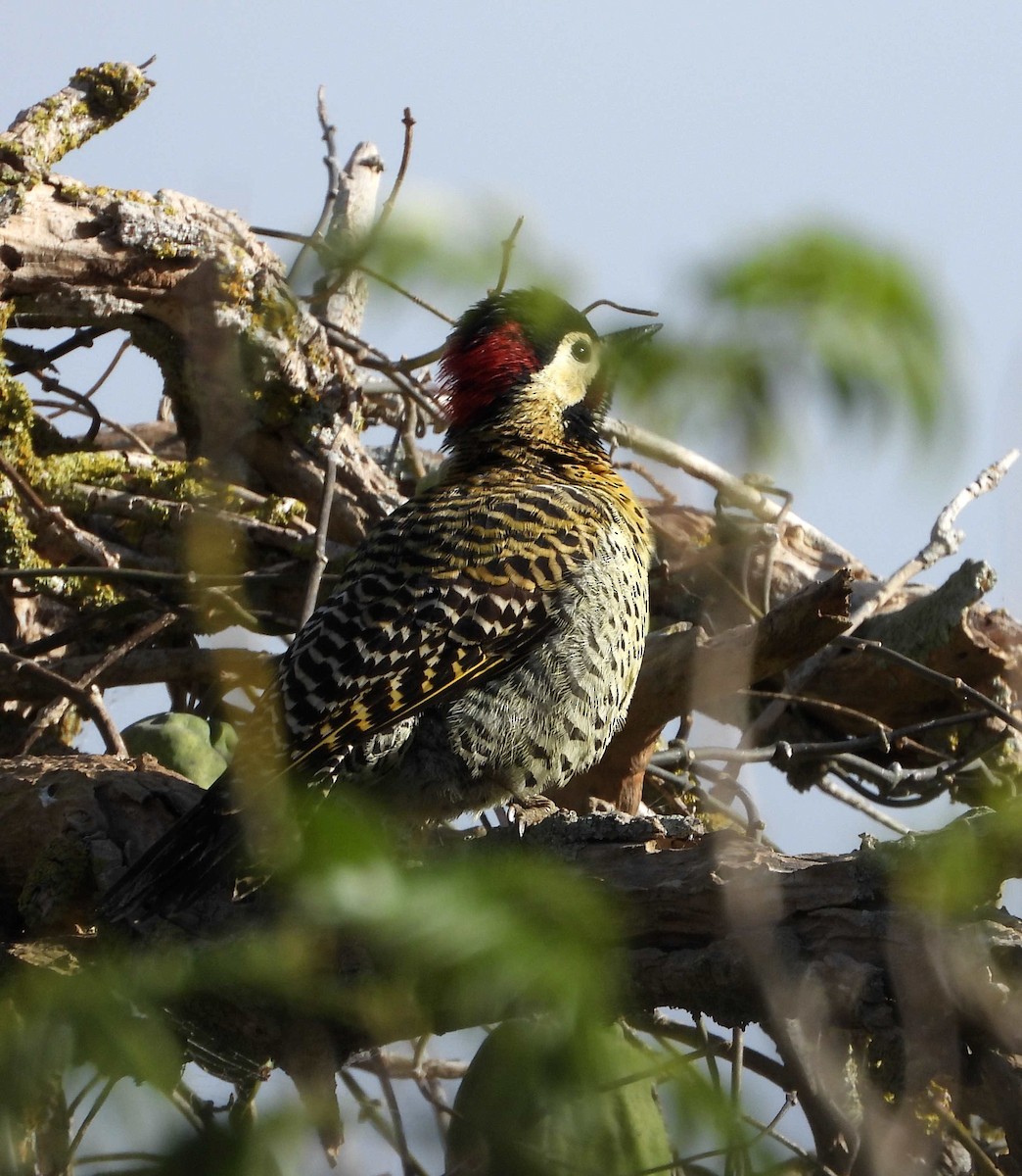 Green-barred Woodpecker - ML618841412