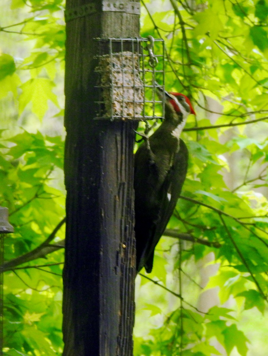Pileated Woodpecker - Karen Zeleznik