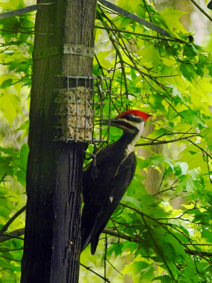 Pileated Woodpecker - Karen Zeleznik