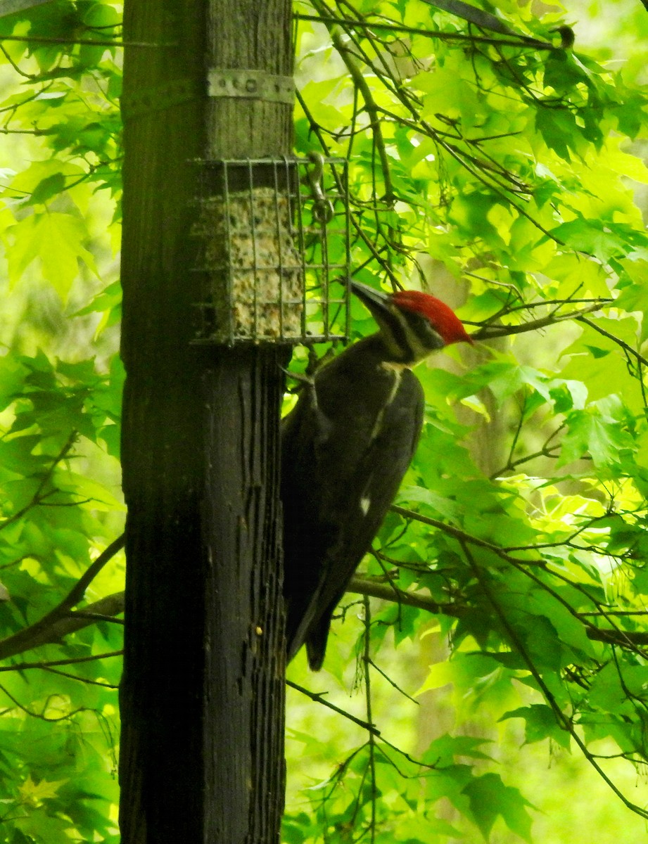 Pileated Woodpecker - ML618841440