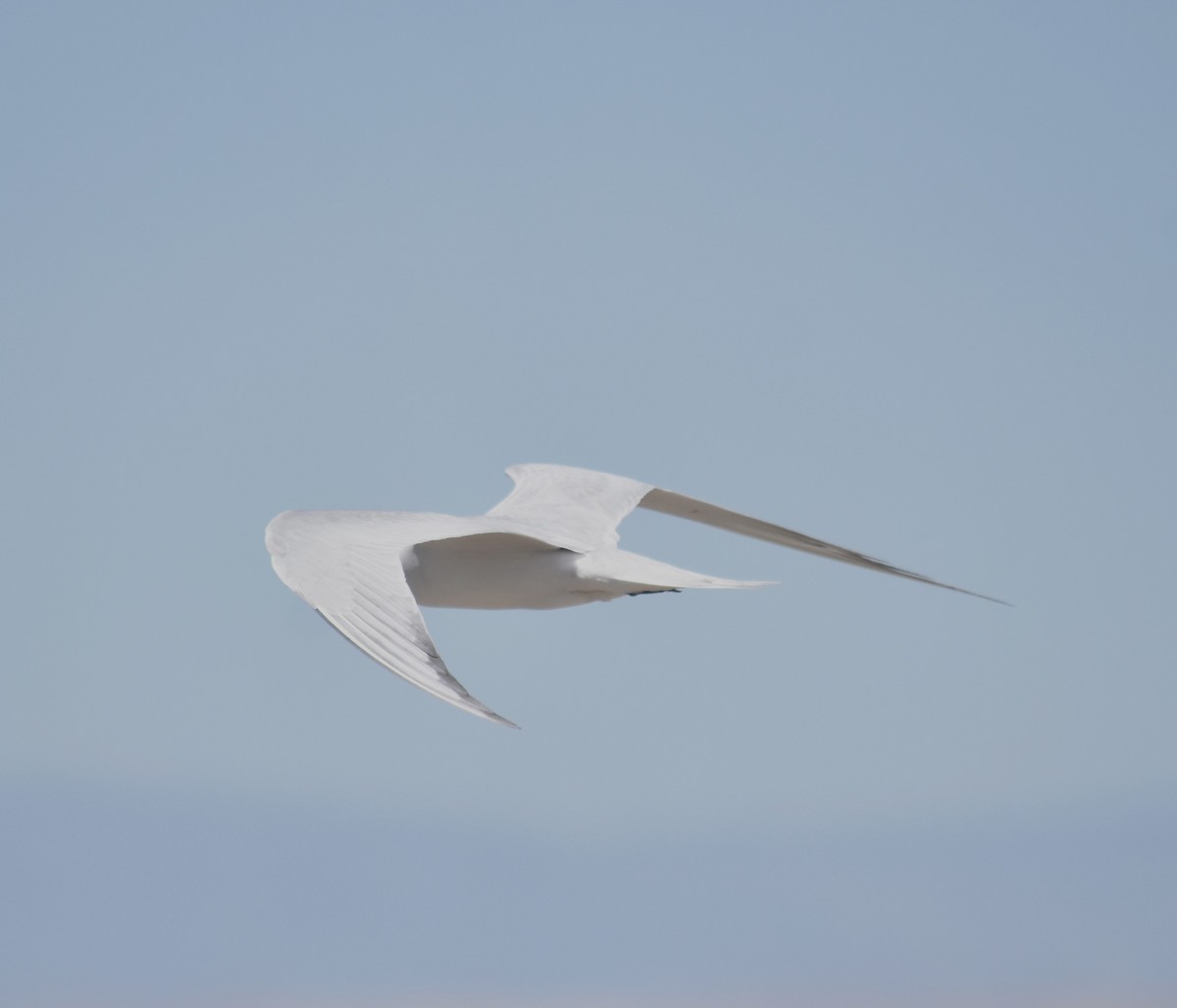 Gull-billed Tern - Bill Tweit