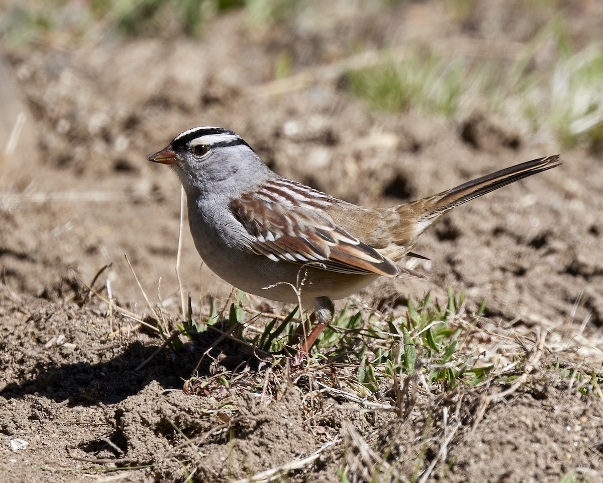 White-crowned Sparrow - ML618841476