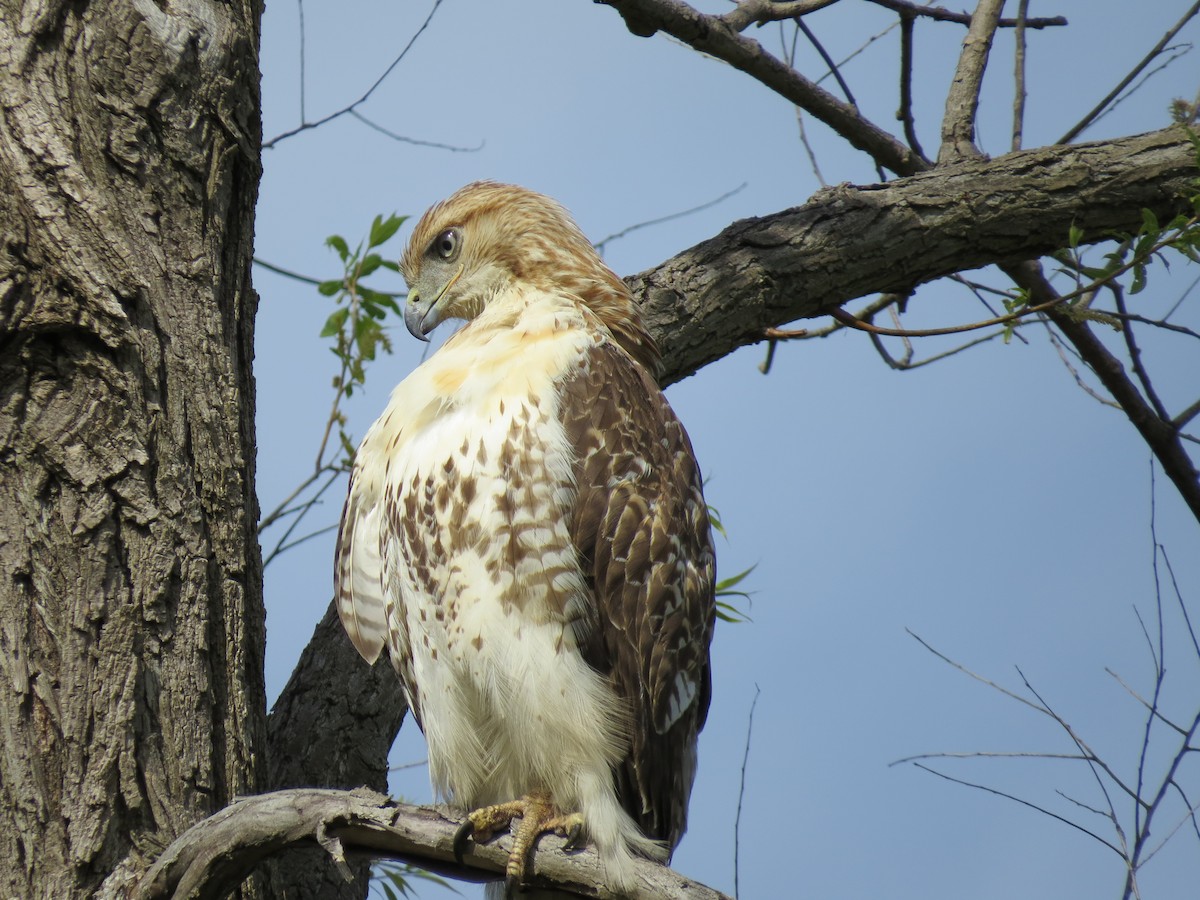Red-tailed Hawk - ML618841485