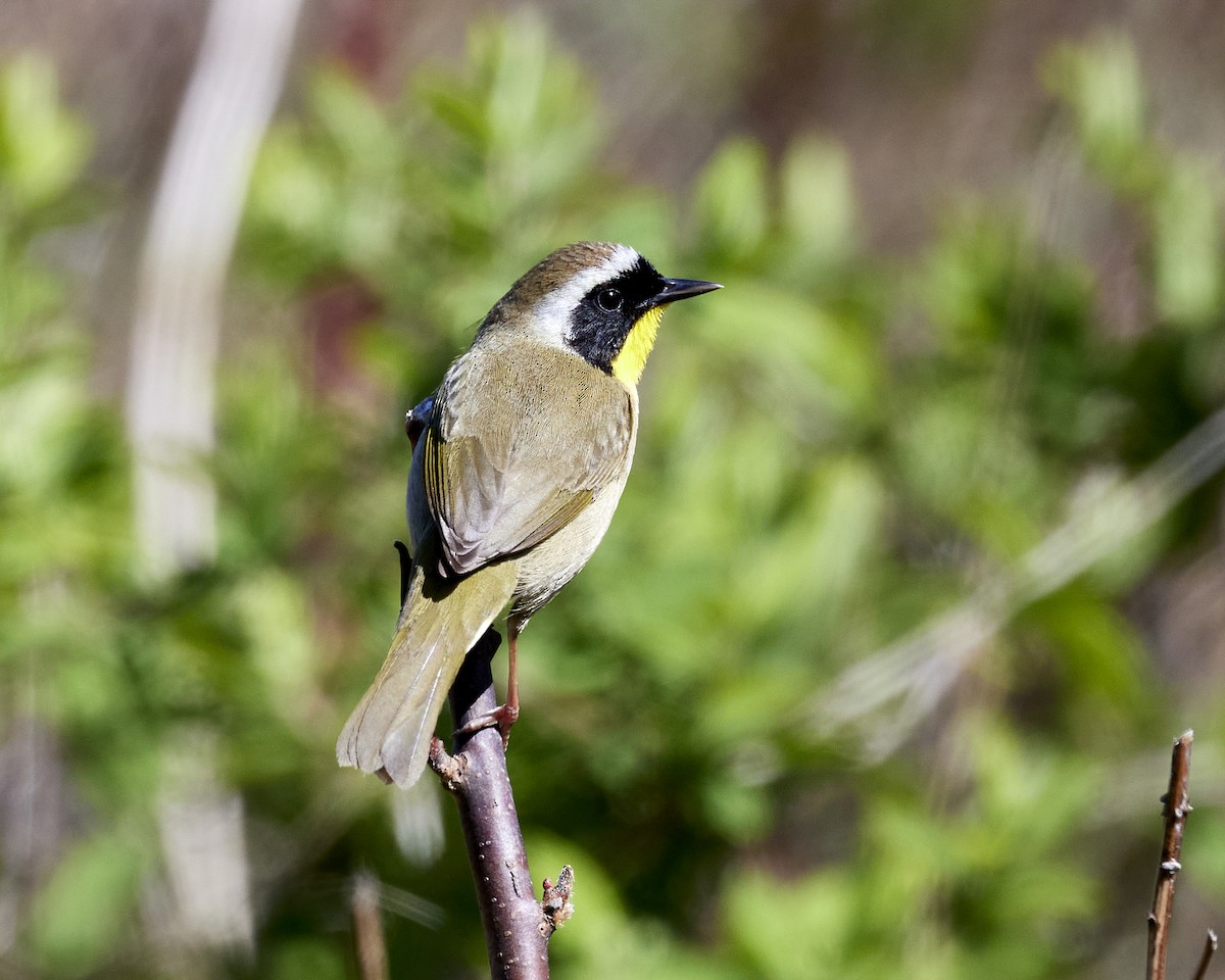 Common Yellowthroat - Andrew James
