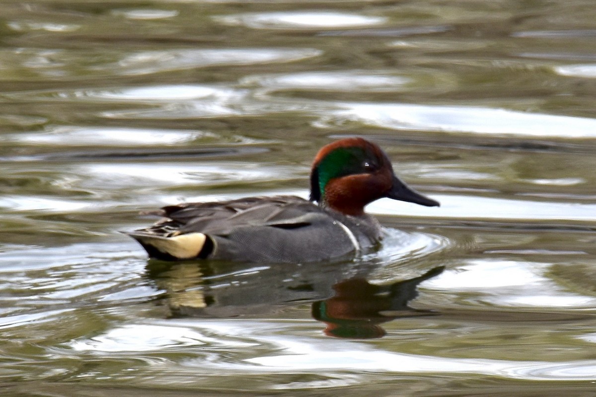 Green-winged Teal - ML618841506