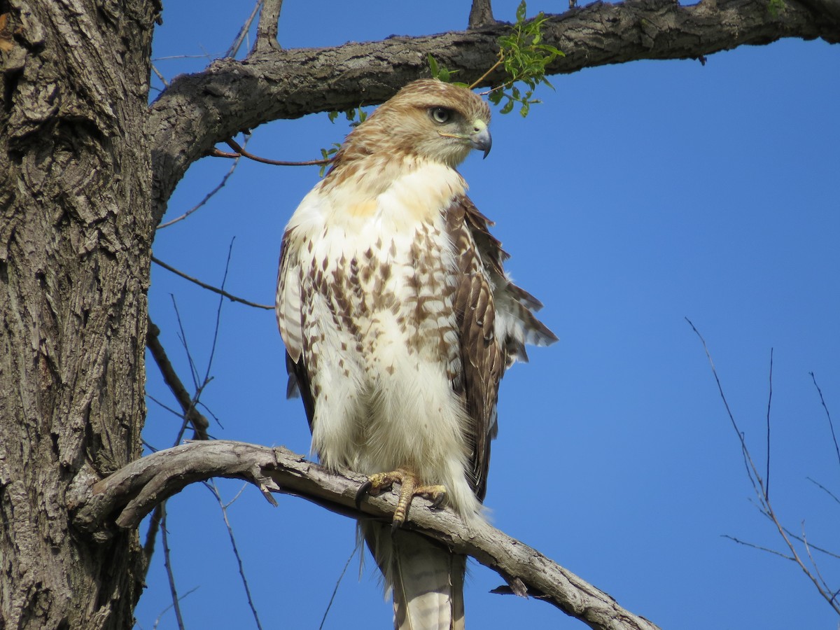 Red-tailed Hawk - ML618841508