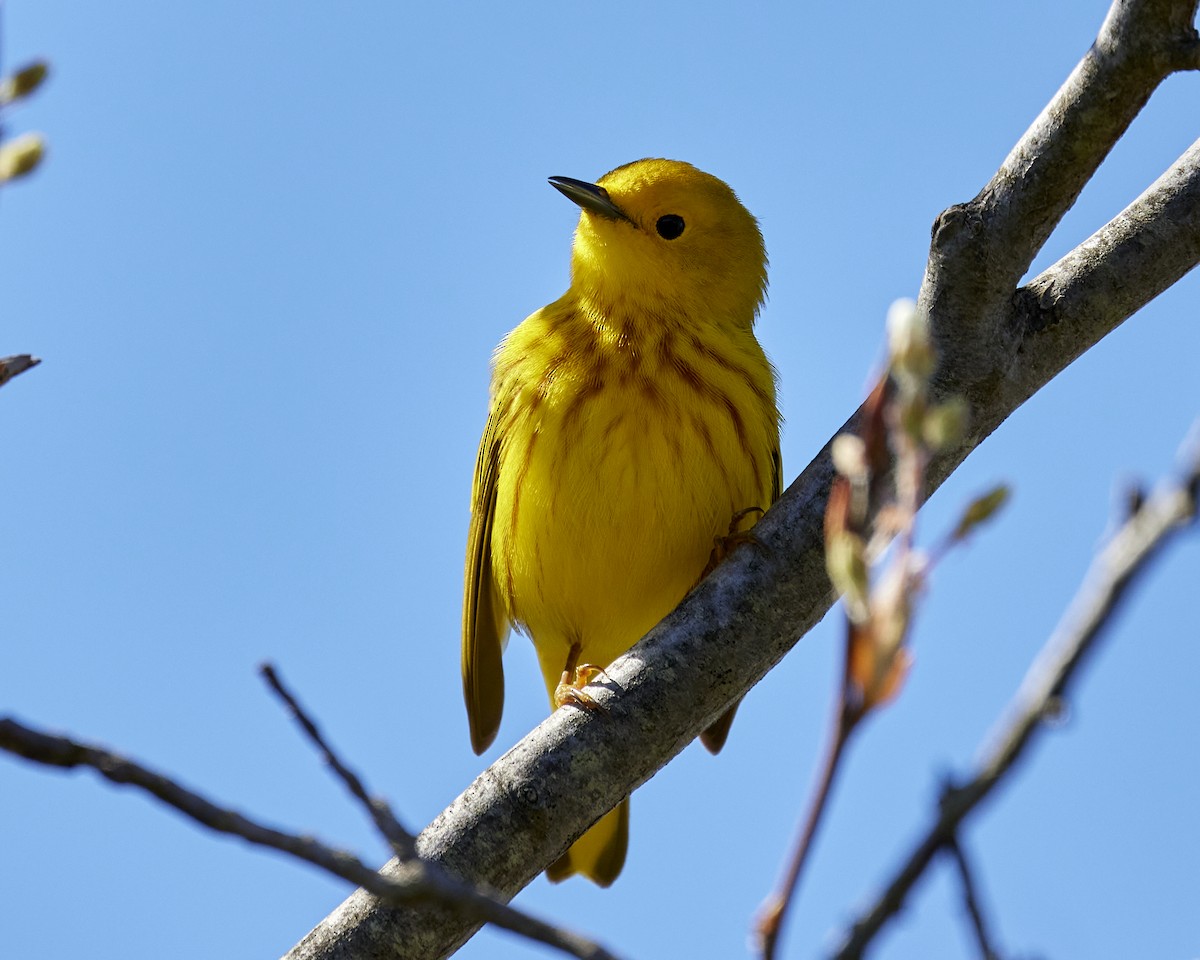 Yellow Warbler - Andrew James