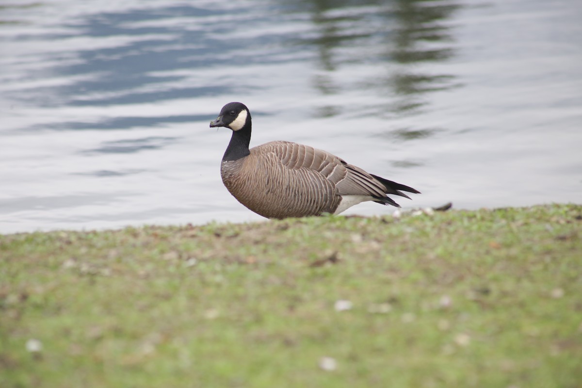 Cackling Goose (minima) - Bentley Colwill