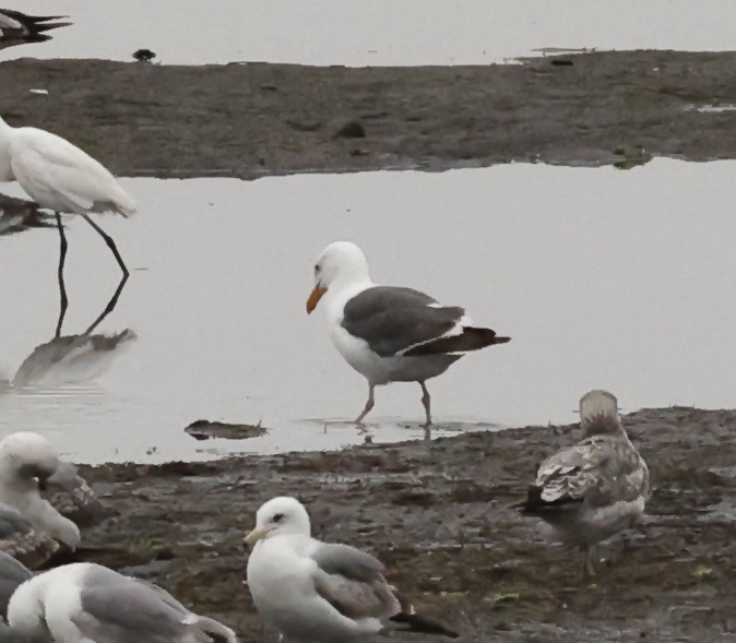 Western Gull - Millie and Peter Thomas