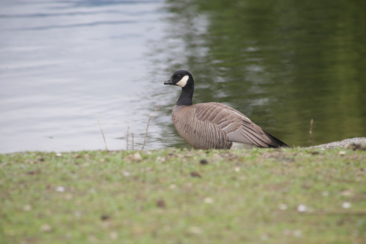 Cackling Goose (minima) - ML618841602