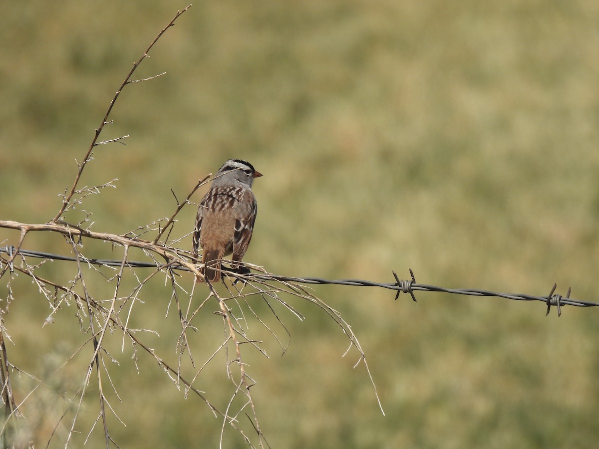 White-crowned Sparrow - ML618841615