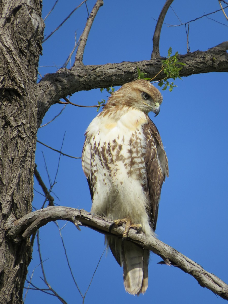 Red-tailed Hawk - ML618841620