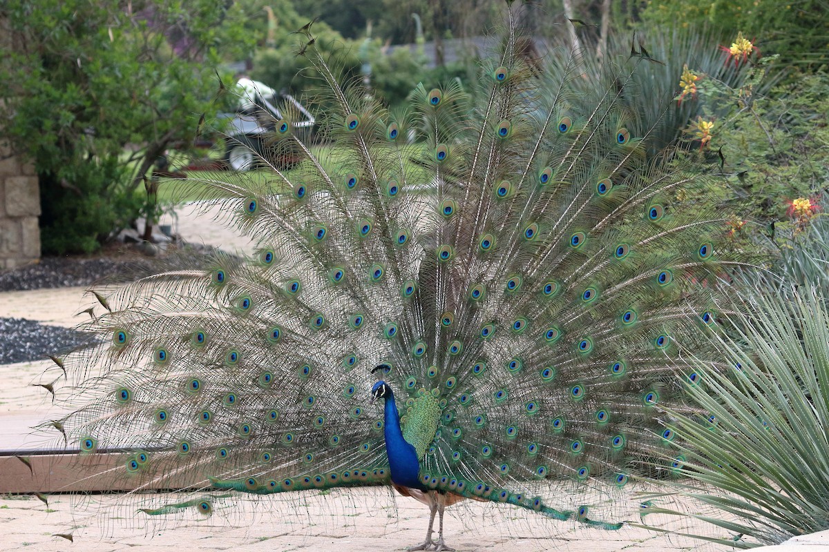 Indian Peafowl (Domestic type) - ML618841637