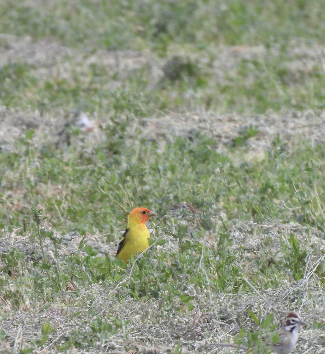 Western Tanager - ML618841638