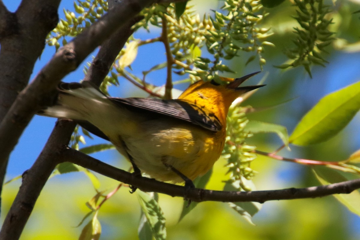 Prothonotary Warbler - Joli Reising