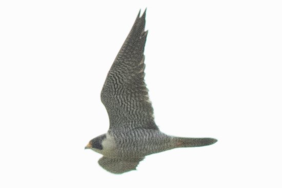 Peregrine Falcon - ML618841690