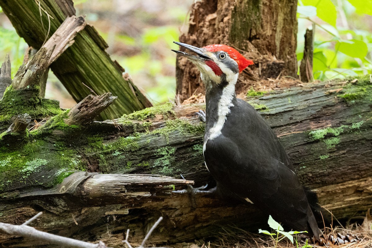 Pileated Woodpecker - ML618841697