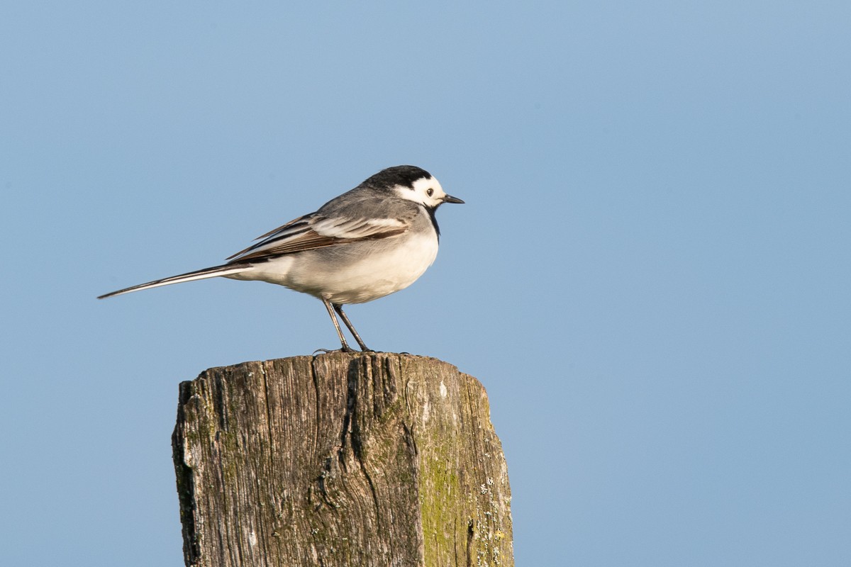White Wagtail - Guido Van den Troost