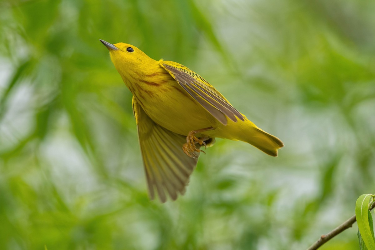 Yellow Warbler - Eric Bodker