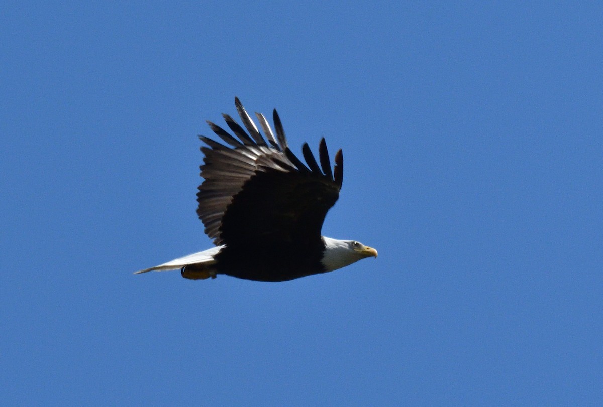 Bald Eagle - BPQ Bird_Protection_Quebec