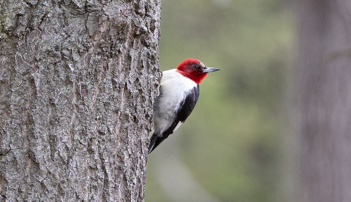 Red-headed Woodpecker - Ryan Green