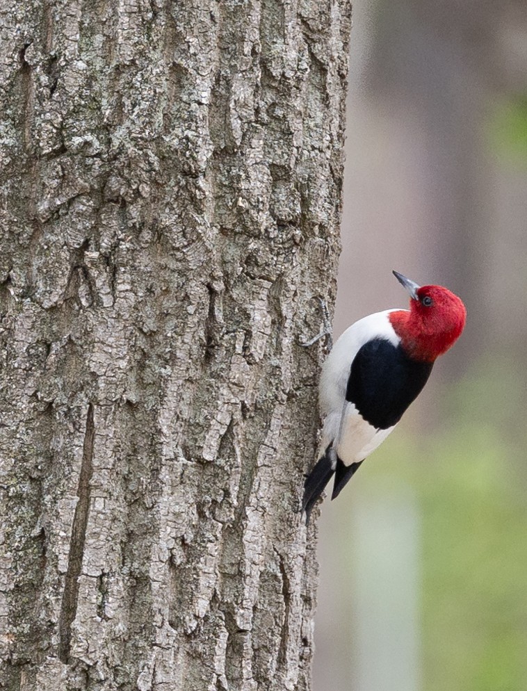 Red-headed Woodpecker - Ryan Green