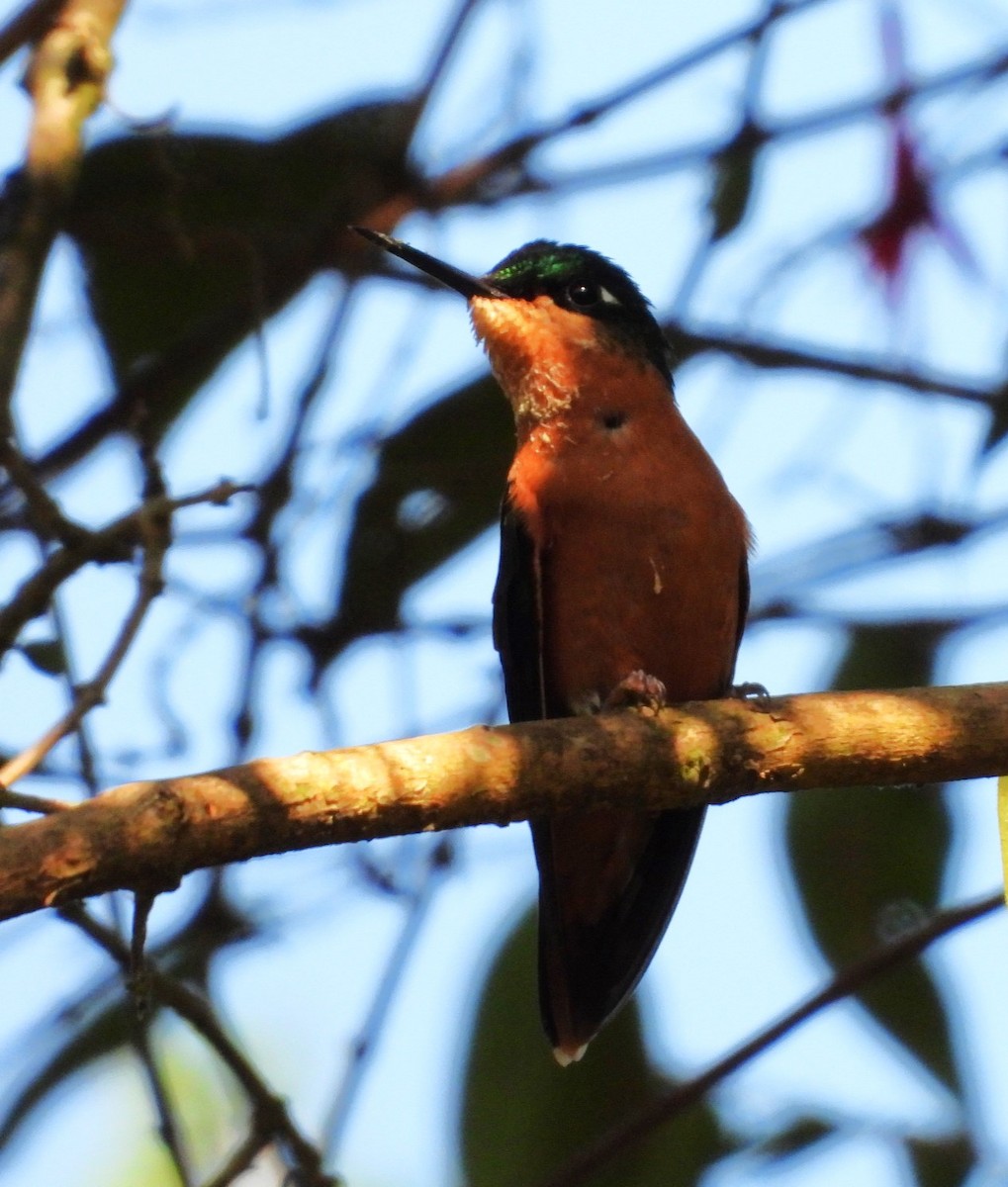 kolibřík brazilský - ML618841858