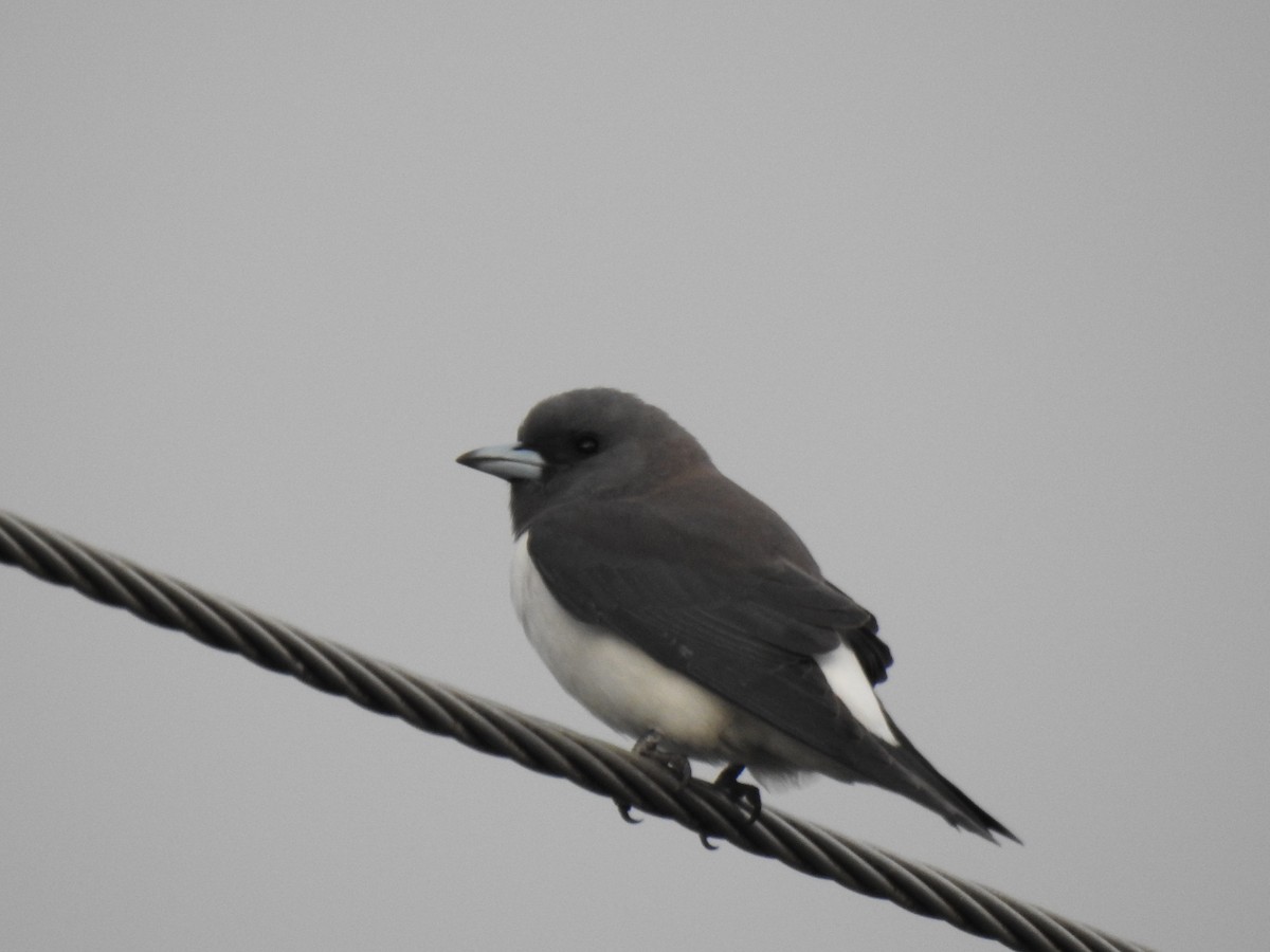 White-breasted Woodswallow - ML618841899
