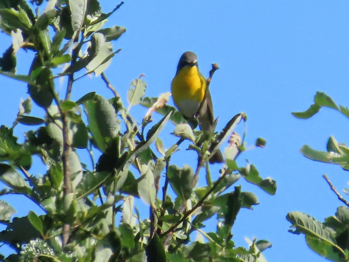 Yellow-breasted Chat - ML618841905