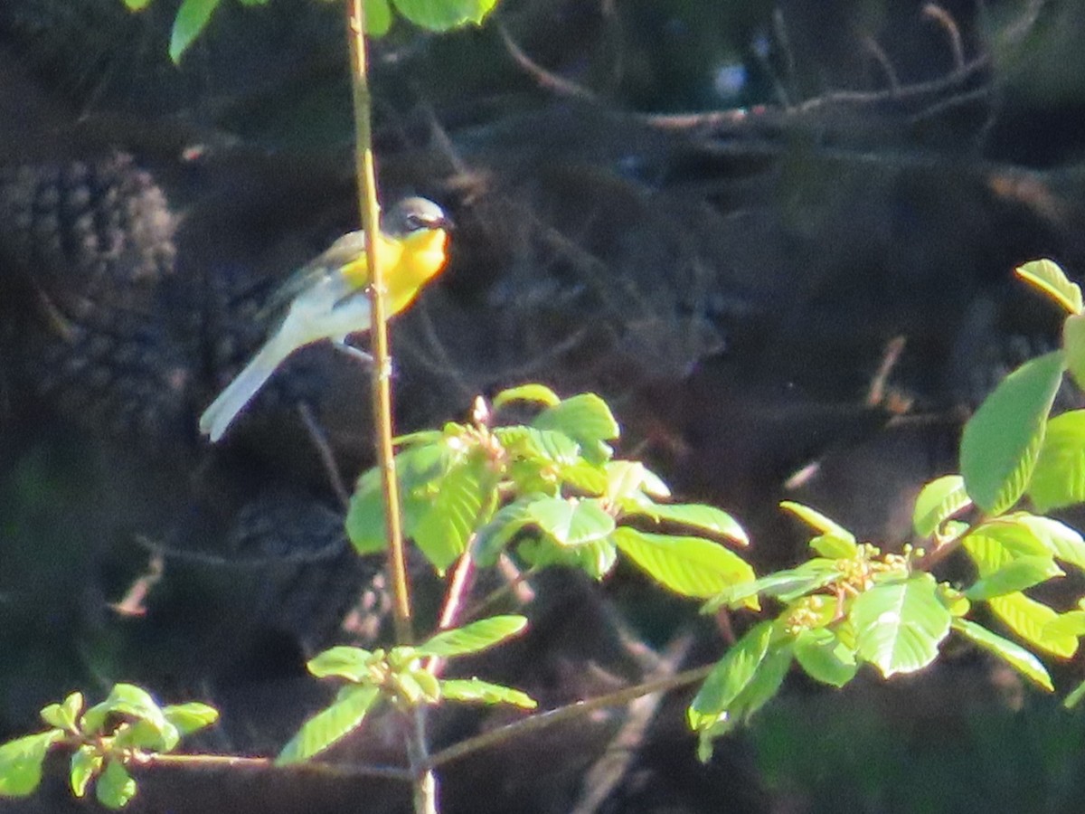 Yellow-breasted Chat - ML618841906