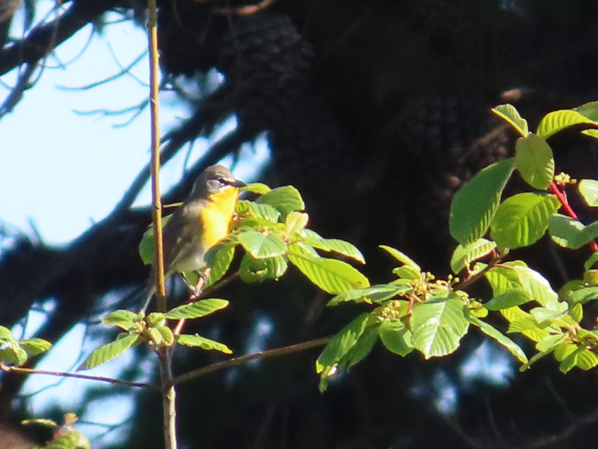 Yellow-breasted Chat - Ray Coil