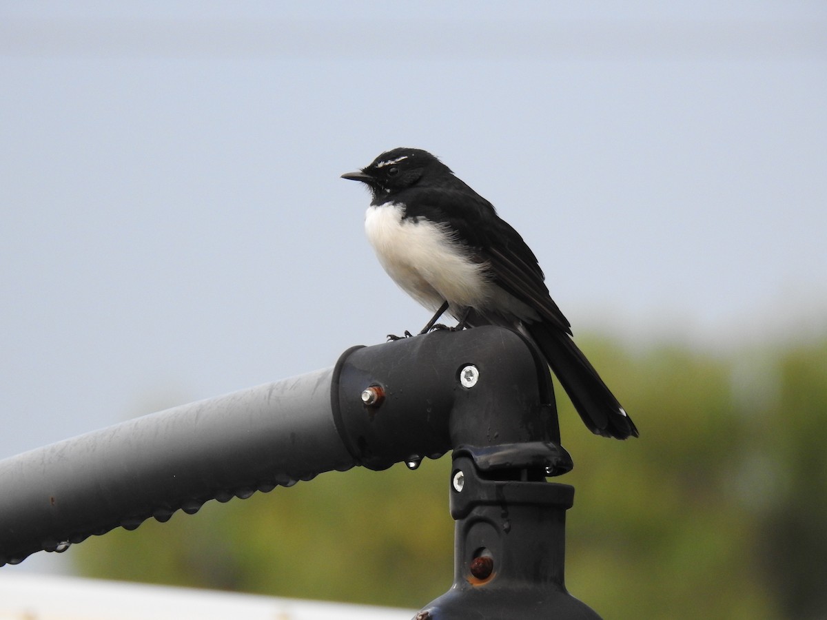 Willie-wagtail - ML618841911