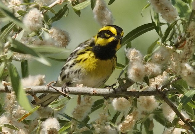 Townsend's Warbler - Cathy Beck