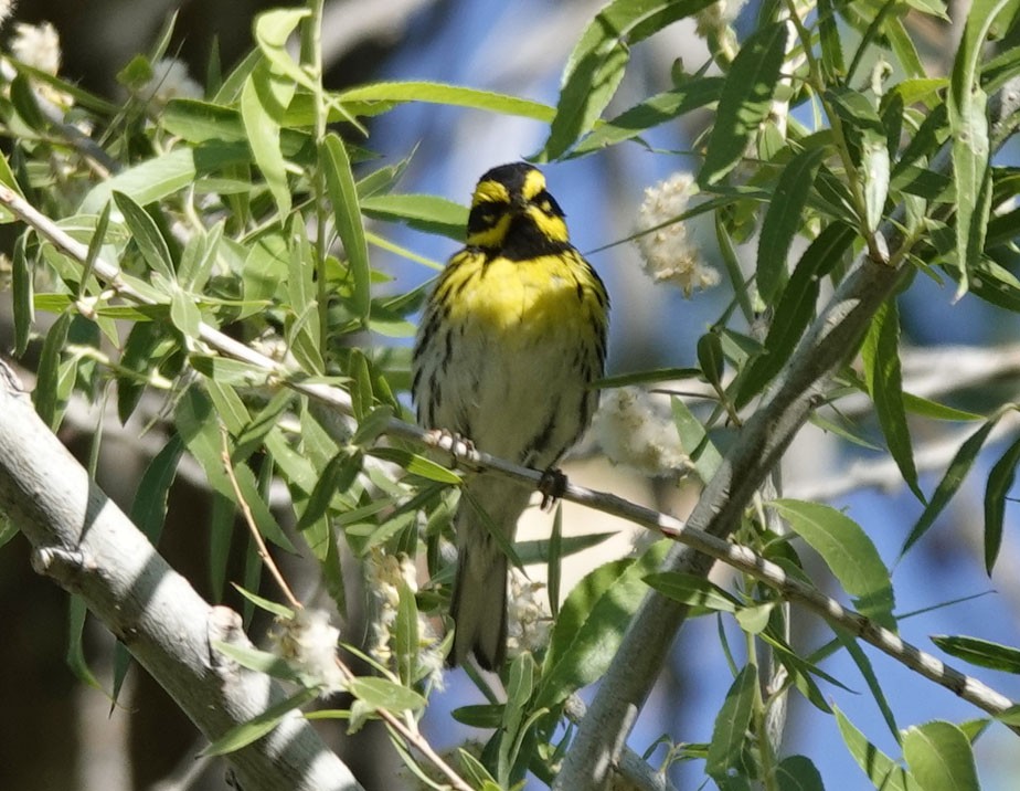 Townsend's Warbler - Cathy Beck